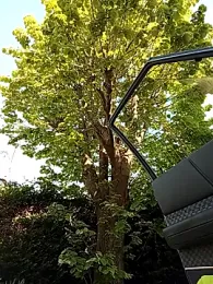 BZH45 webcam model stream image