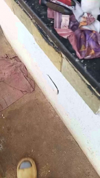 mastertequila4 webcam model stream image