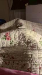 Riccicapricci84 webcam model stream image