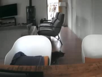 woodwurm webcam model stream image