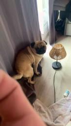 scchaud71 webcam model stream image