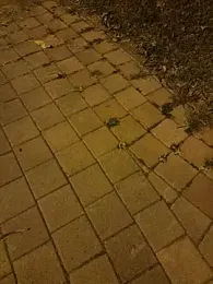 Foxfoxfox4 webcam stripchat model stream image