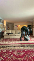 hoodboyjay251 webcam model stream image