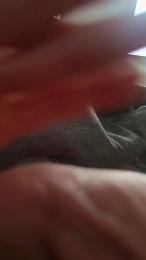 Virgipat webcam model stream image