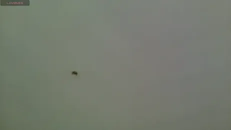 Ilussionmoon webcam model stream image