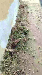 luxxuriax webcam model stream image