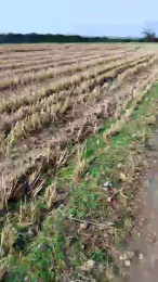 luxxuriax webcam model stream image