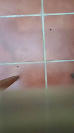 codekuatro webcam model stream image