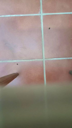 codekuatro webcam model stream image