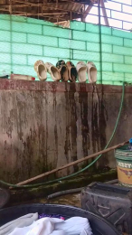 WildLady webcam model stream image