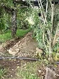 sky-wolves webcam model stream image