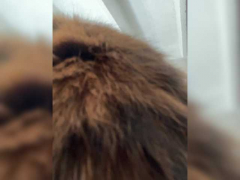 SallyeLeins bongacams stream image