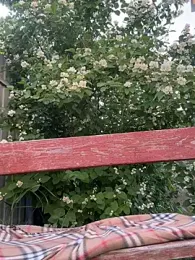 CandyShoopp stripchat stream image