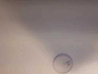 nina-rose camsoda stream image