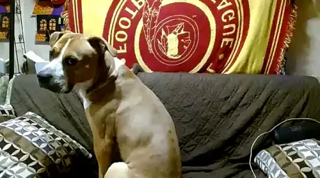 DADDY_KANE8--- stripchat stream image