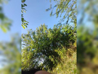 Cleopatra1990 bongacams stream image