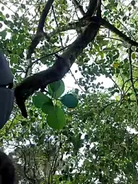 Liancy stripchat stream image