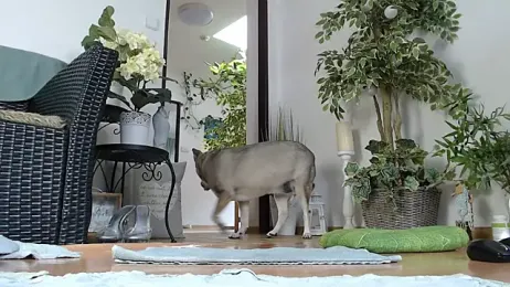 Squirtmania stripchat stream image