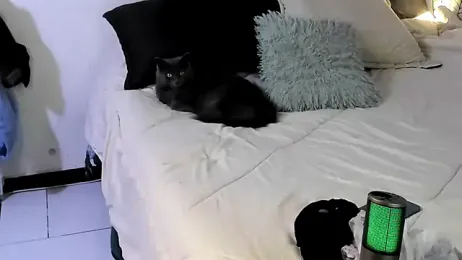 Dear-Venus stripchat stream image