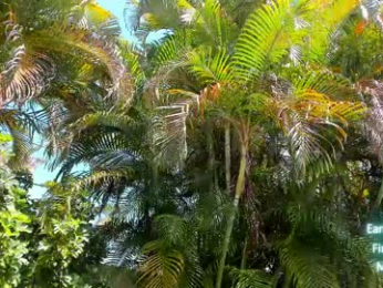 cindy_luv chaturbate stream image