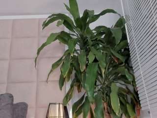 zhuyhong camsoda stream image