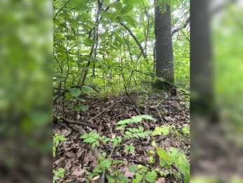 GAVKA_ bongacams stream image