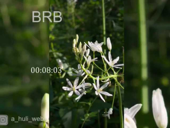 A-Huli bongacams stream image