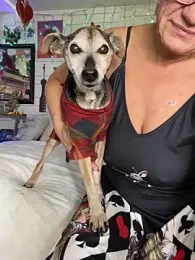 TrenaAnne stripchat stream image