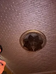 ORLA86 stripchat stream image