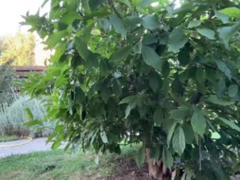 patry333 chaturbate stream image