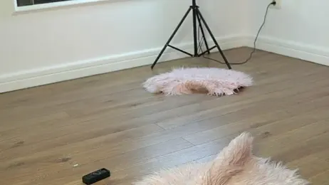 Cherrysweett stripchat stream image