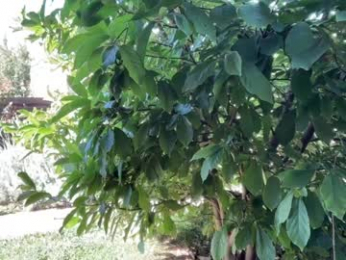 patry333 chaturbate stream image