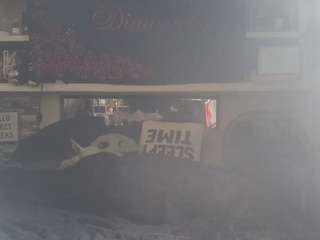 lushdiamondz camsoda stream image