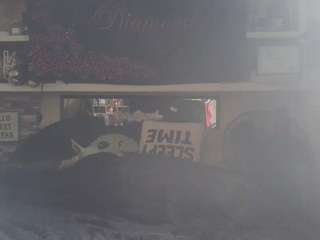 lushdiamondz camsoda stream image