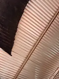 Zoe_Sweett18 stripchat stream image