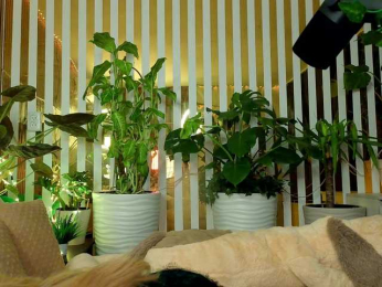 FlowwwerGirl bongacams stream image