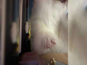 Tvoyasamka77 bongacams stream image