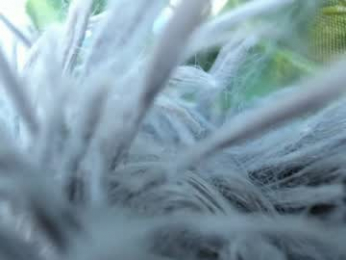 pinkncrazy chaturbate stream image