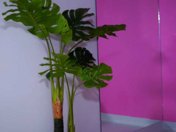 NatyDesiree bongacams stream image