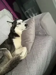 AnastasiaAniess stripchat stream image