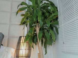 zhuyhong camsoda stream image