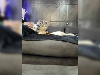 MagicMelody bongacams stream image