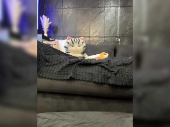 MagicMelody bongacams stream image