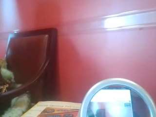 stalliontheesavage camsoda stream image